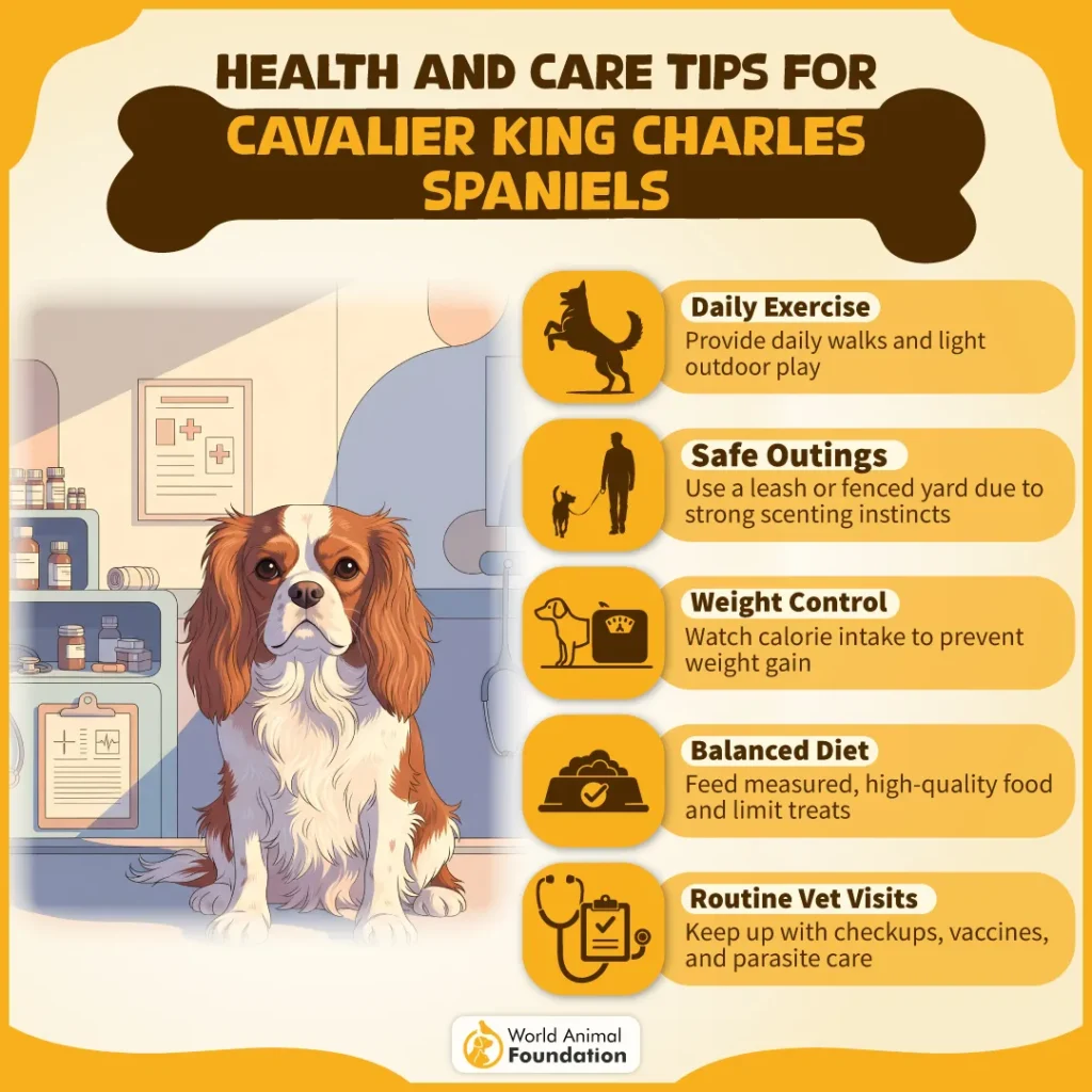 Health-Care-Tips-for-Cavalier-King-Charles-Spaniels-01