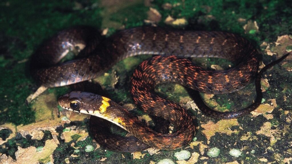 Himalayan Keelback