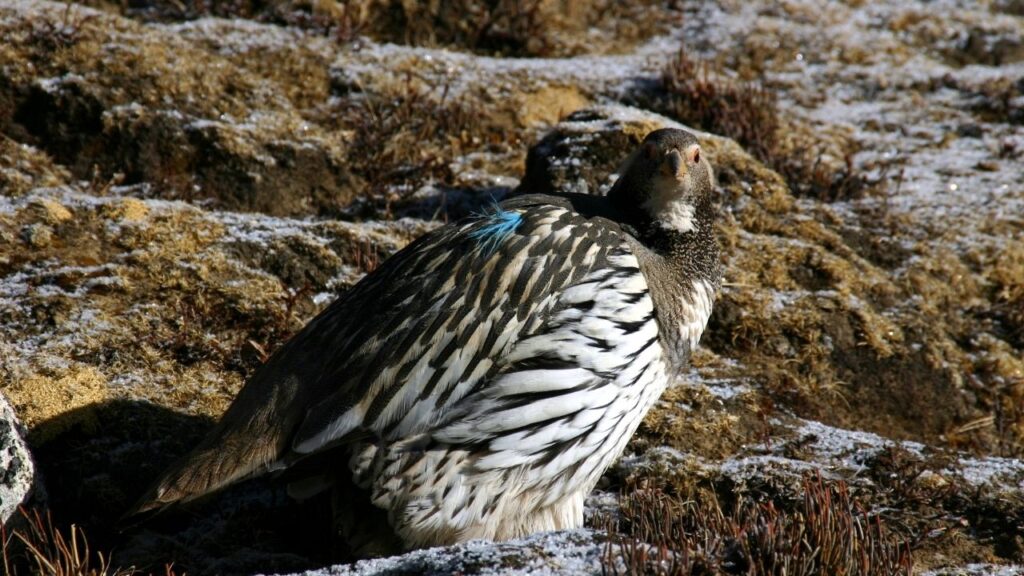 Himalayan Snowcock
