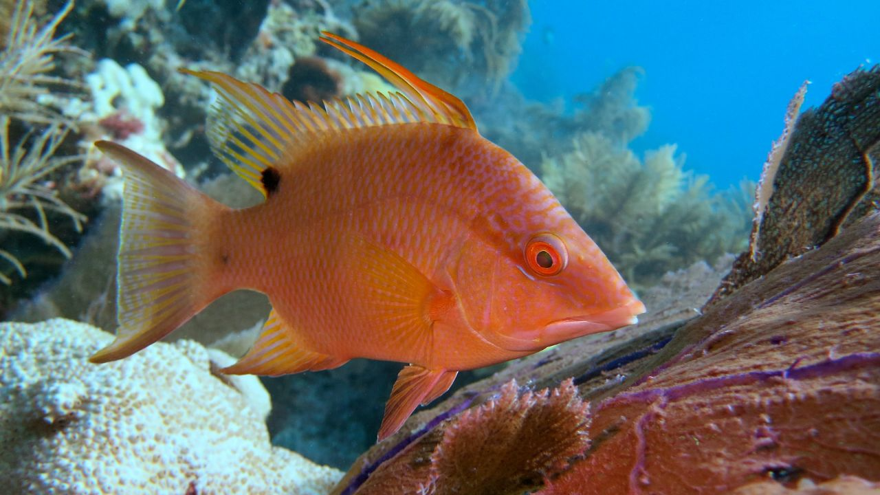 Hogfish