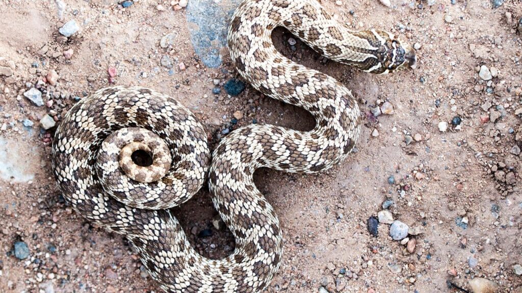 Hognose Snake