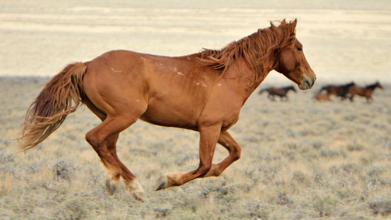 Horse Breeds That Are Great for Working with Cattle
