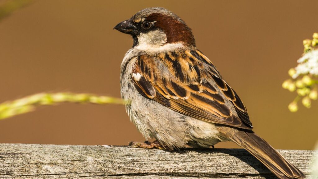 House Sparrow