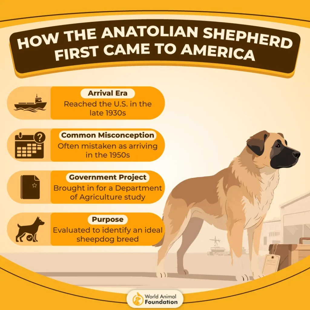 How-the-Anatolian-Shepherd-First-Came-to-America-01