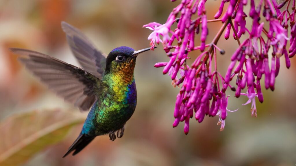 Hummingbird