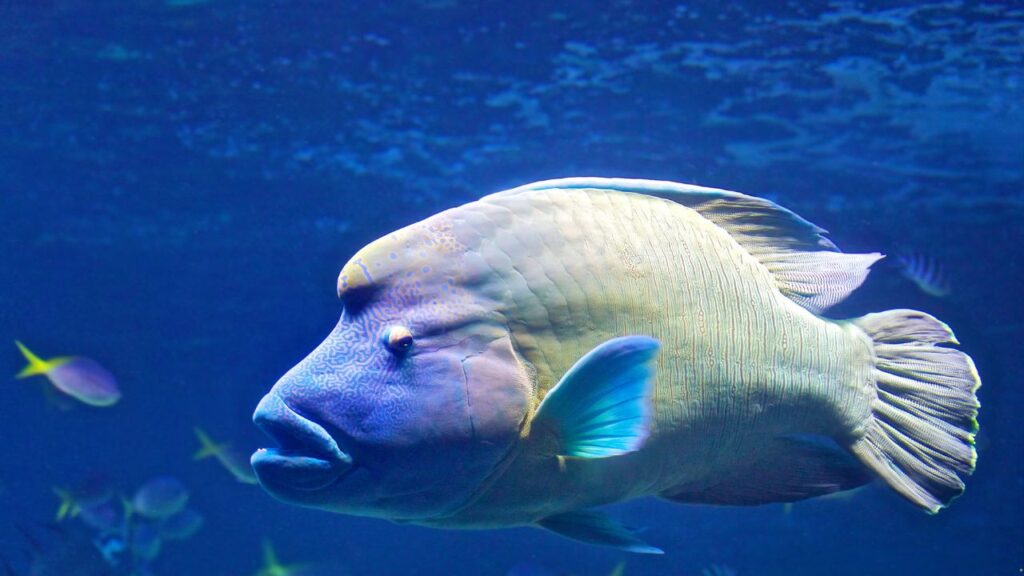 Humphead Wrasse