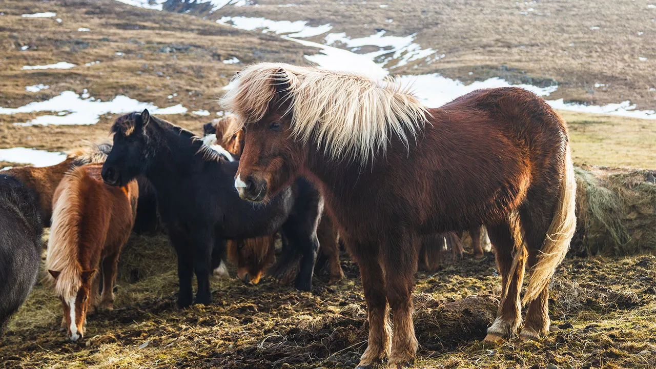 Icelandic Horse