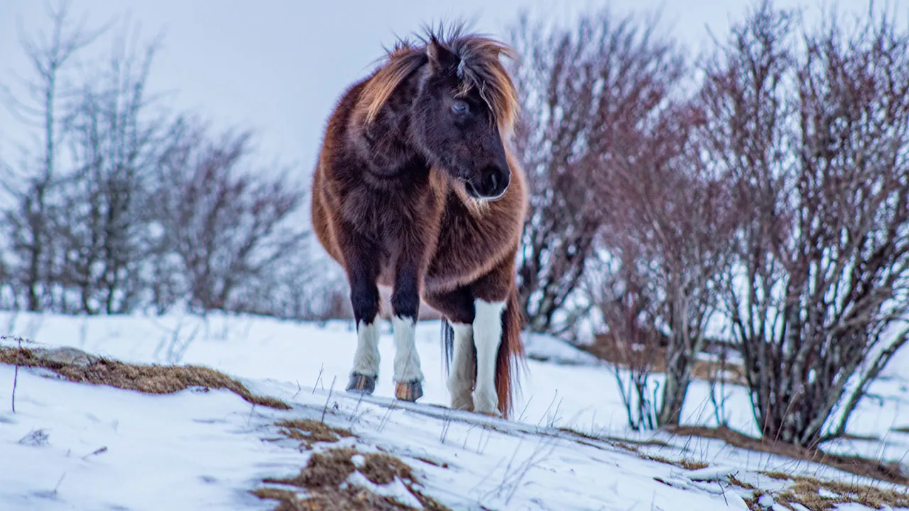 Icelandic Horse