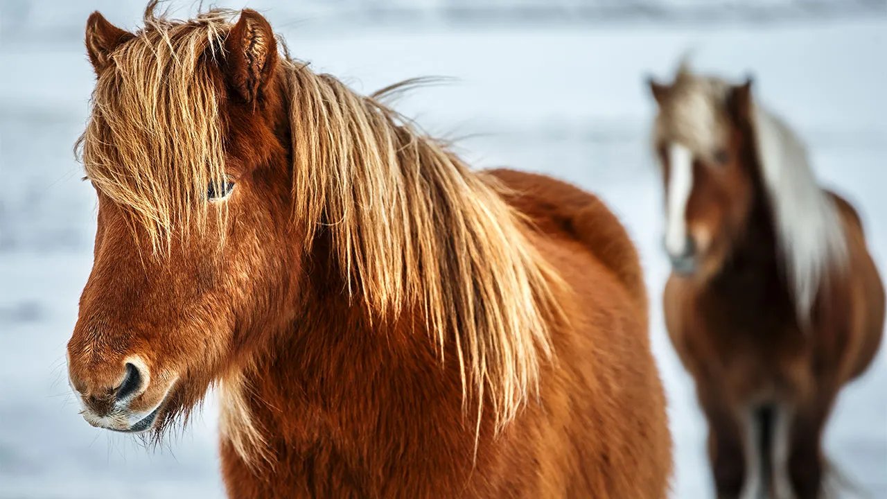 Icelandic Horse