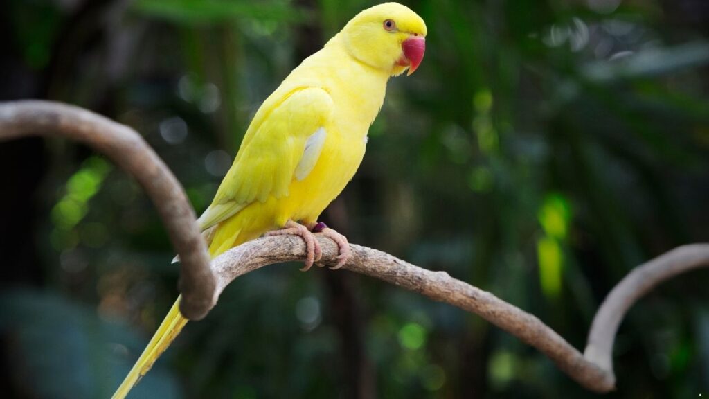 Indian Ringneck Parakeet