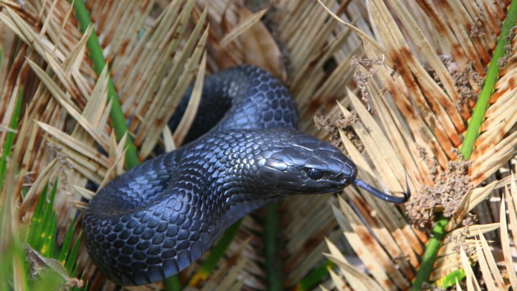 Indigo Snake