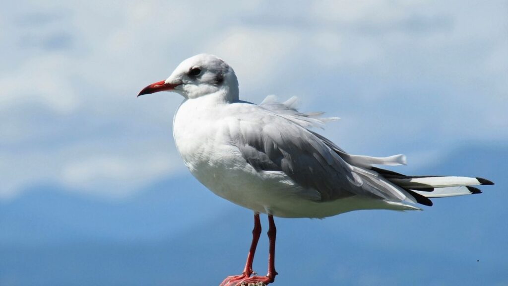 Ivory gull