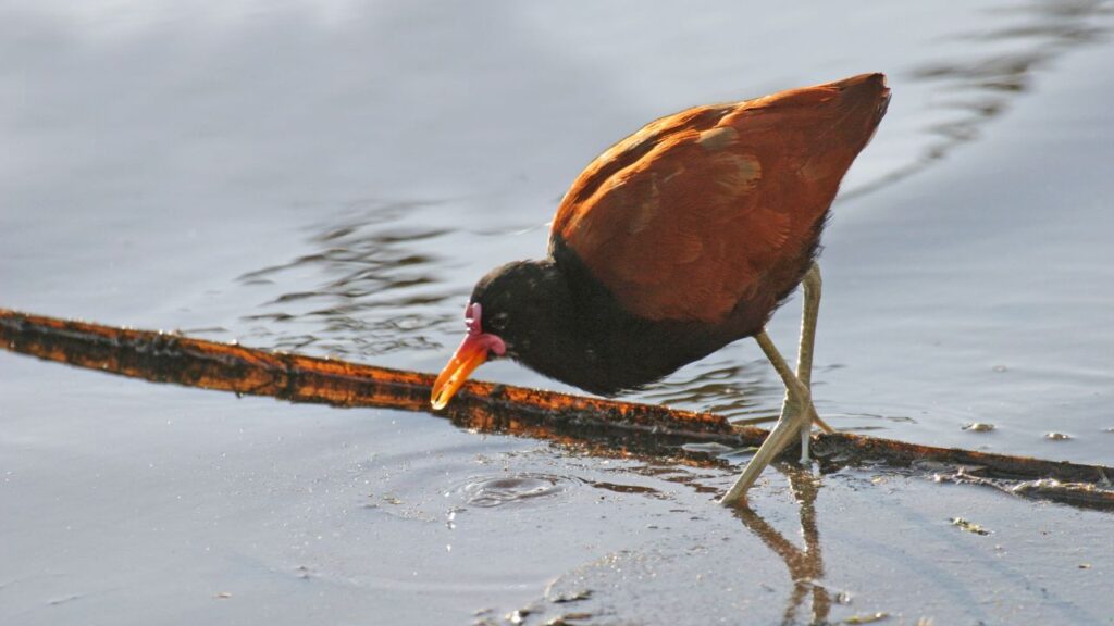 Jacana