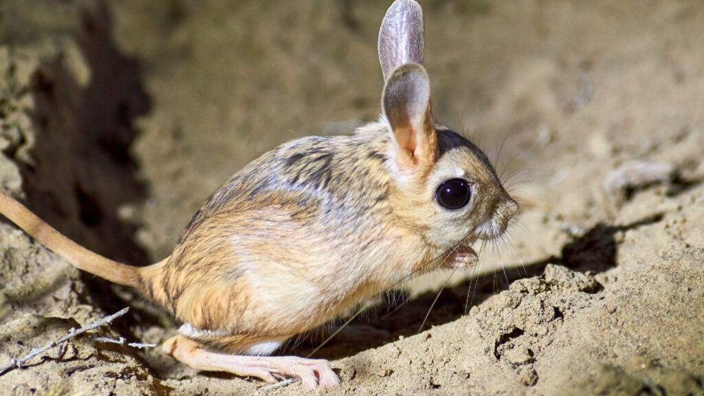Jerboa