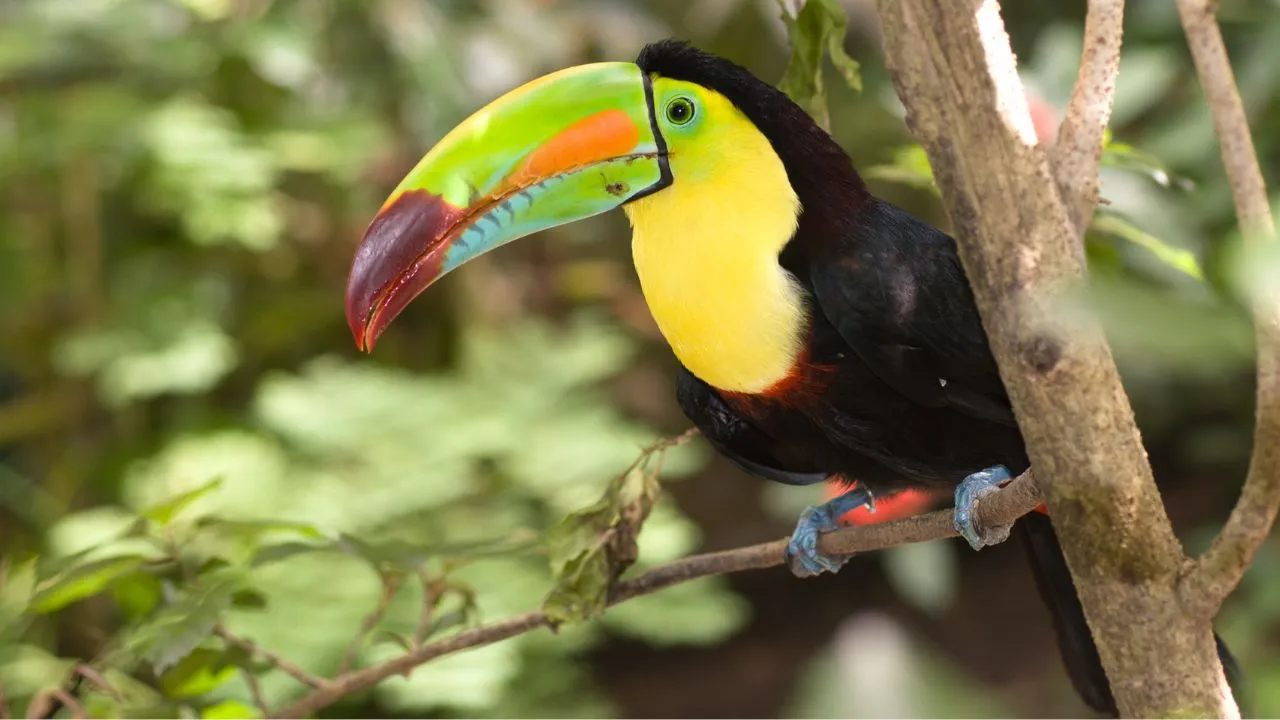 Keel-billed Toucan