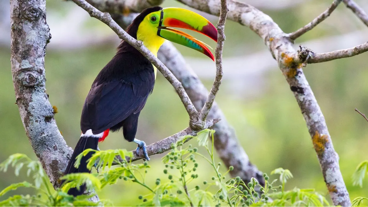 Keel-Billed Toucan