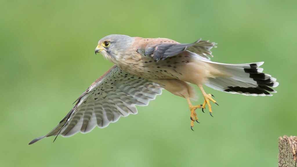 Kestrel