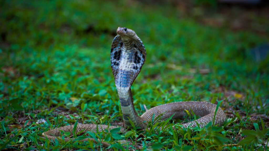 King Cobra
