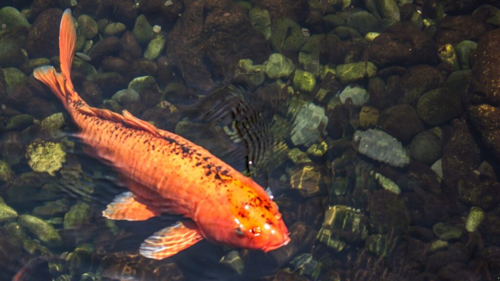 Koi Carp