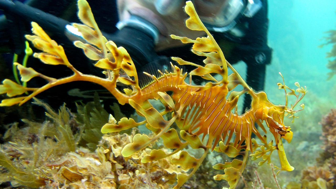 Leafy Seadragon