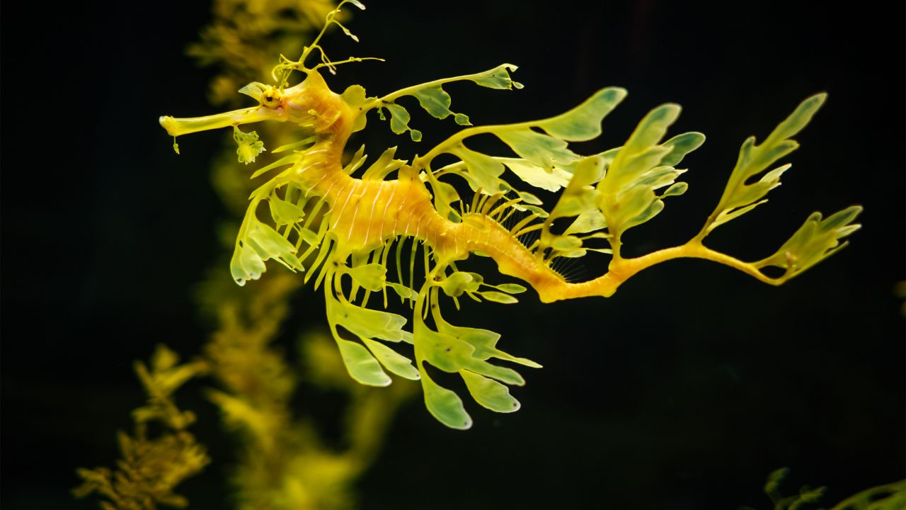 Leafy Seadragon