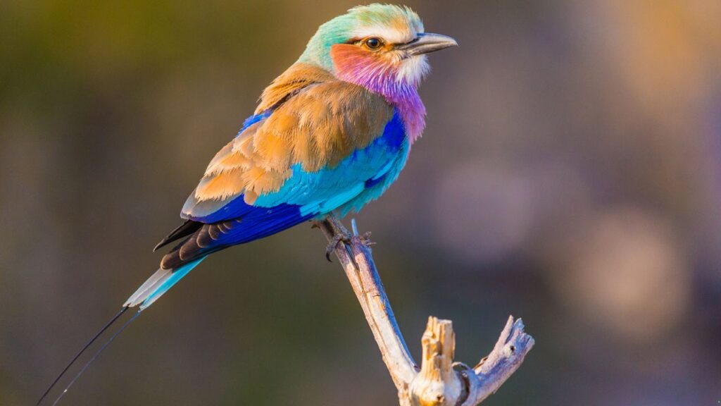 Lilac-breasted Roller
