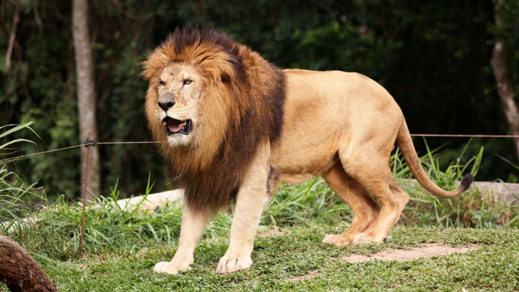 Lion