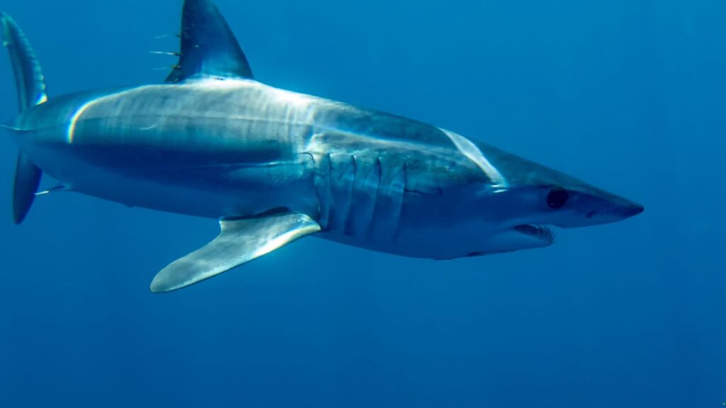 Mako Shark