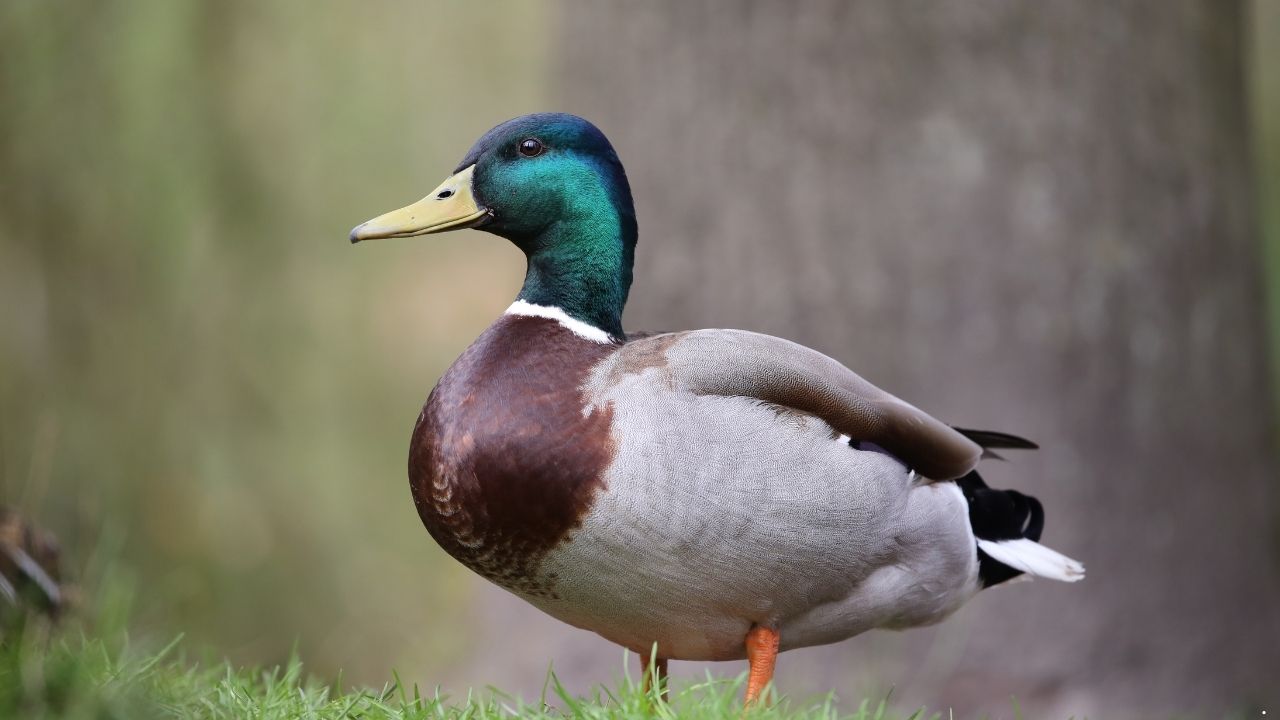 Mallard
