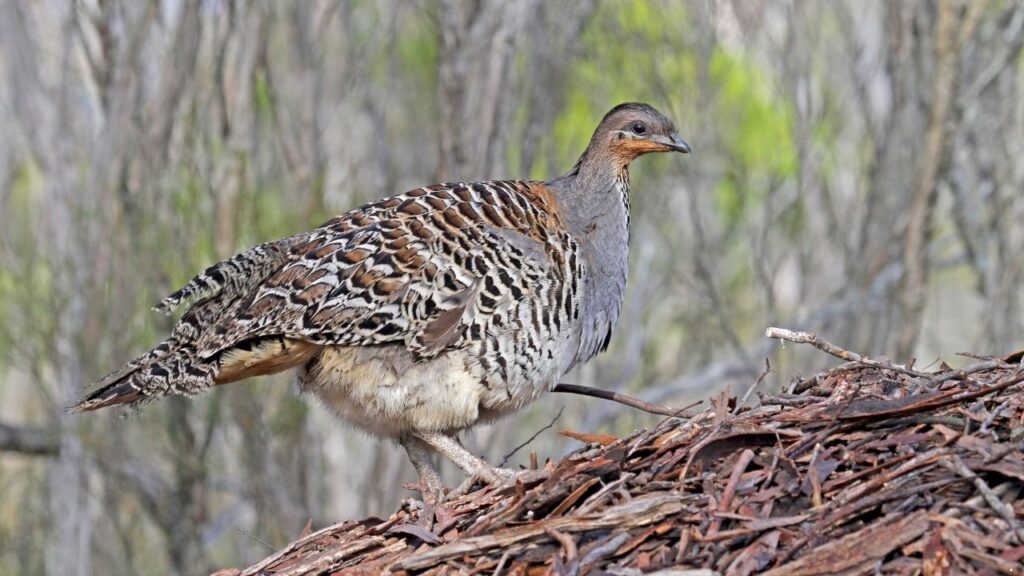 Malleefowl