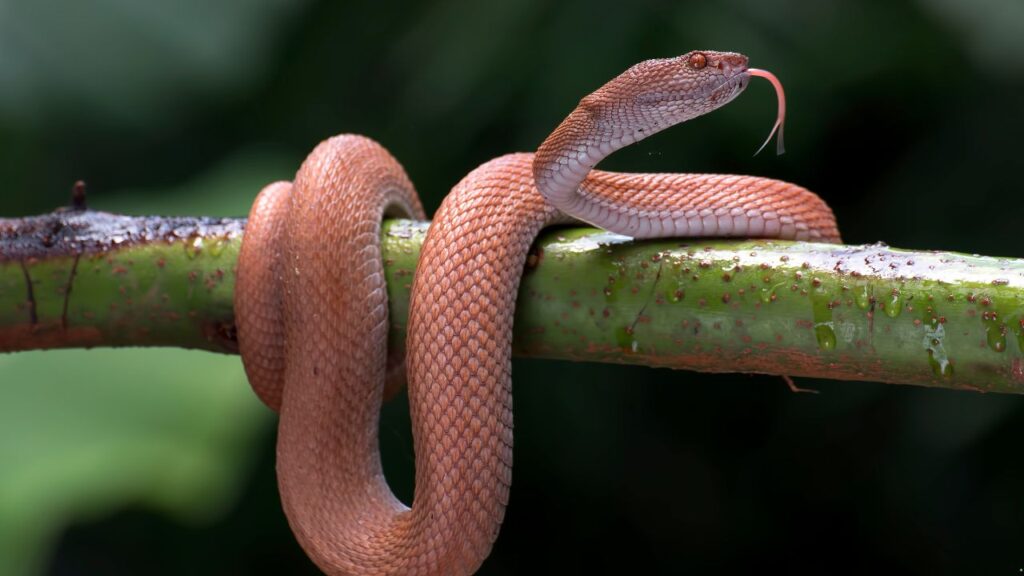 Mangrove Pit Viper