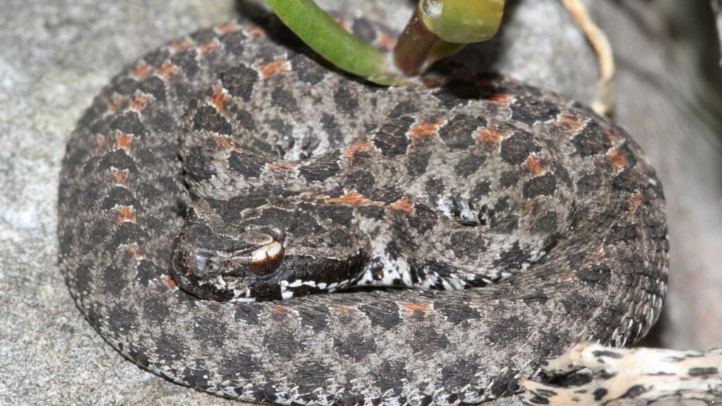 Mexican Dusky Rattlesnake