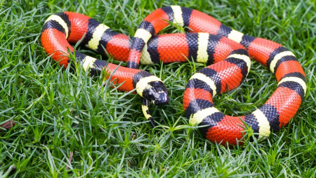 Milk Snake
