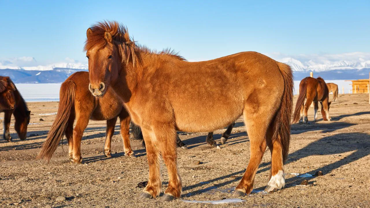 Mongolian Horse