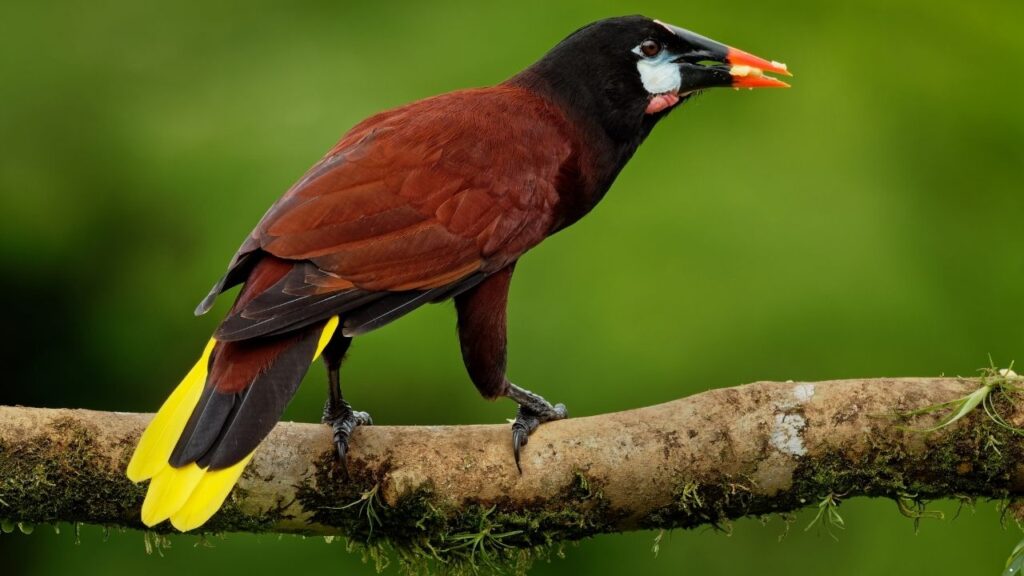 Montezuma Oropendola