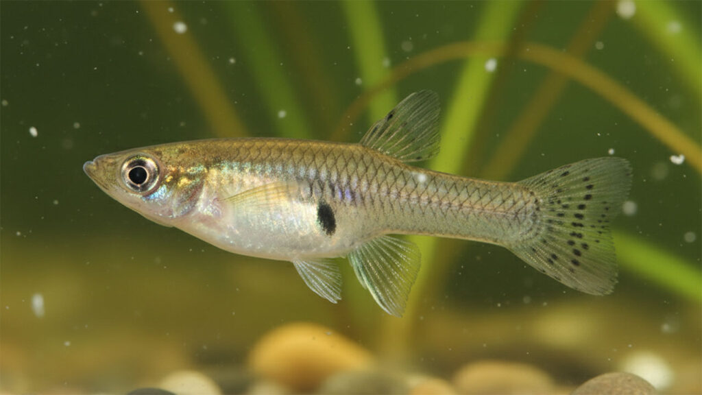 Mosquitofish