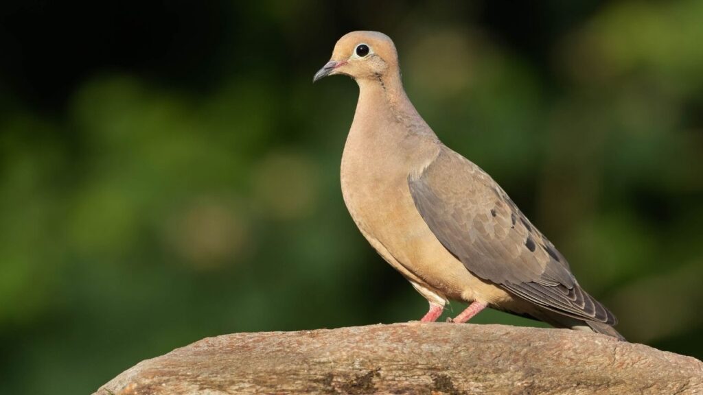 Mourning Dove