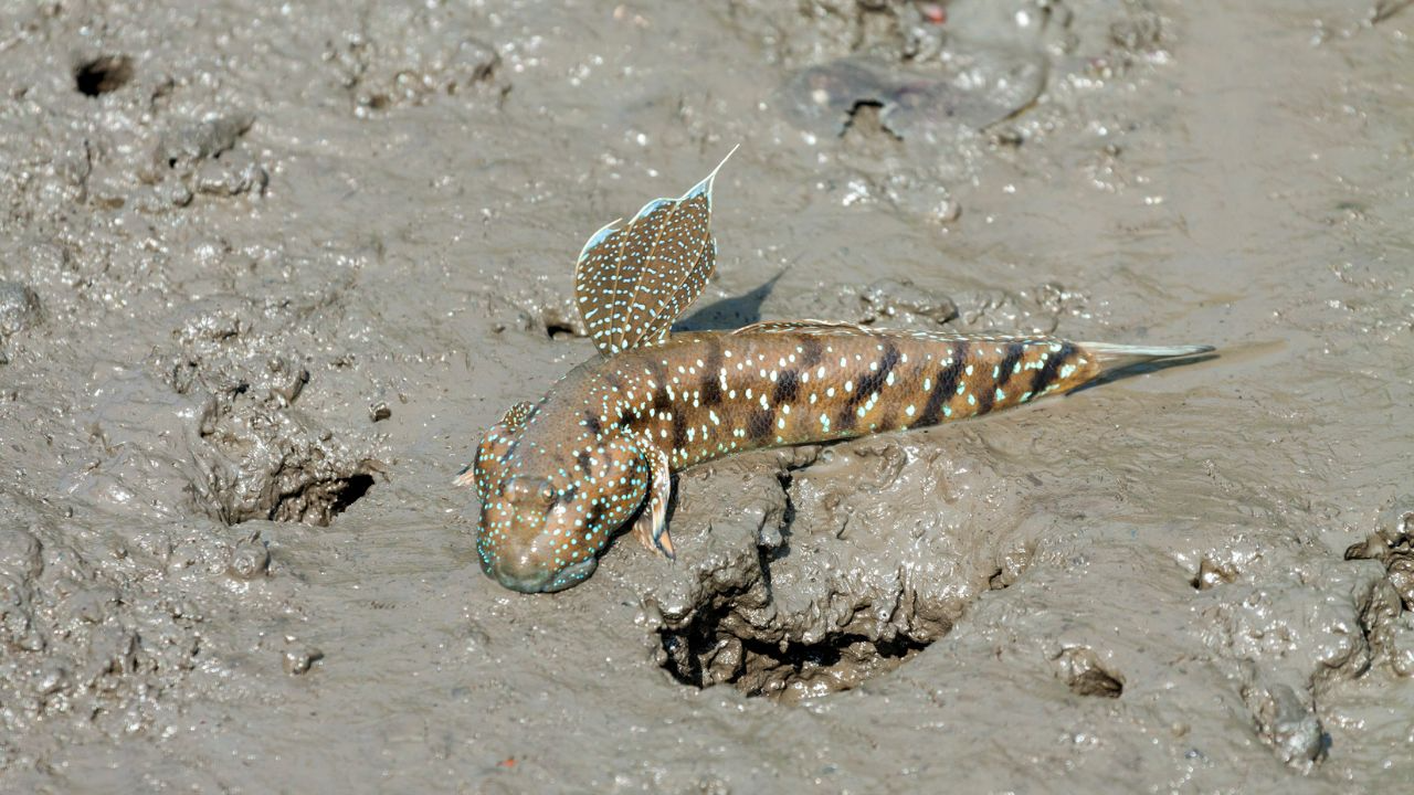 Mudskipper