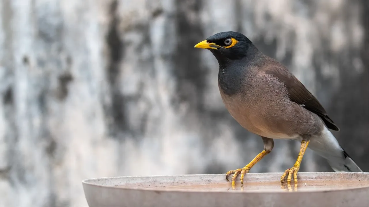 Common Myna