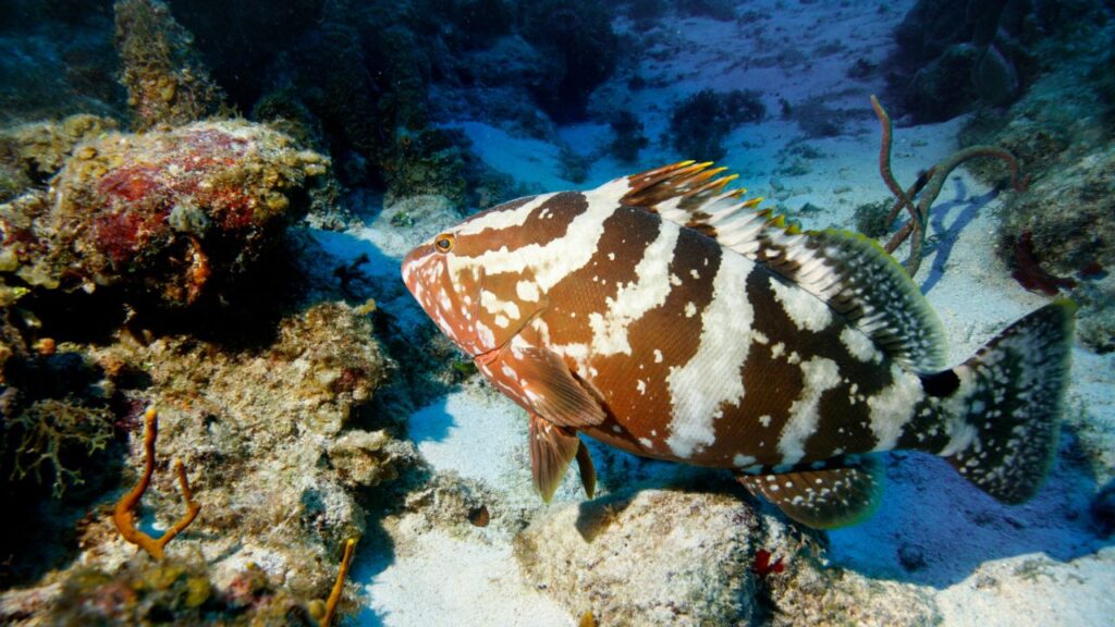 Nassau Grouper