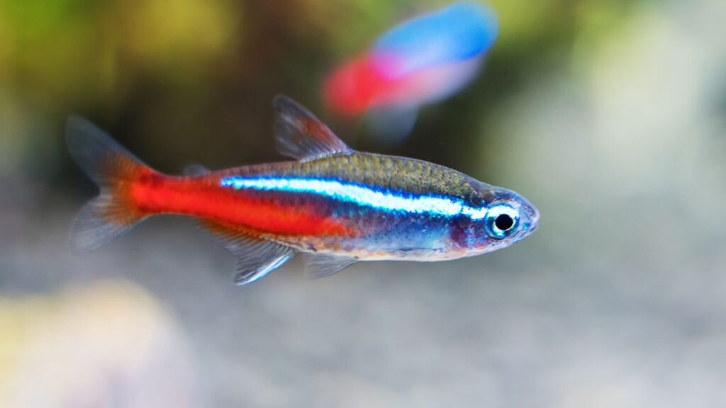 Neon Tetra