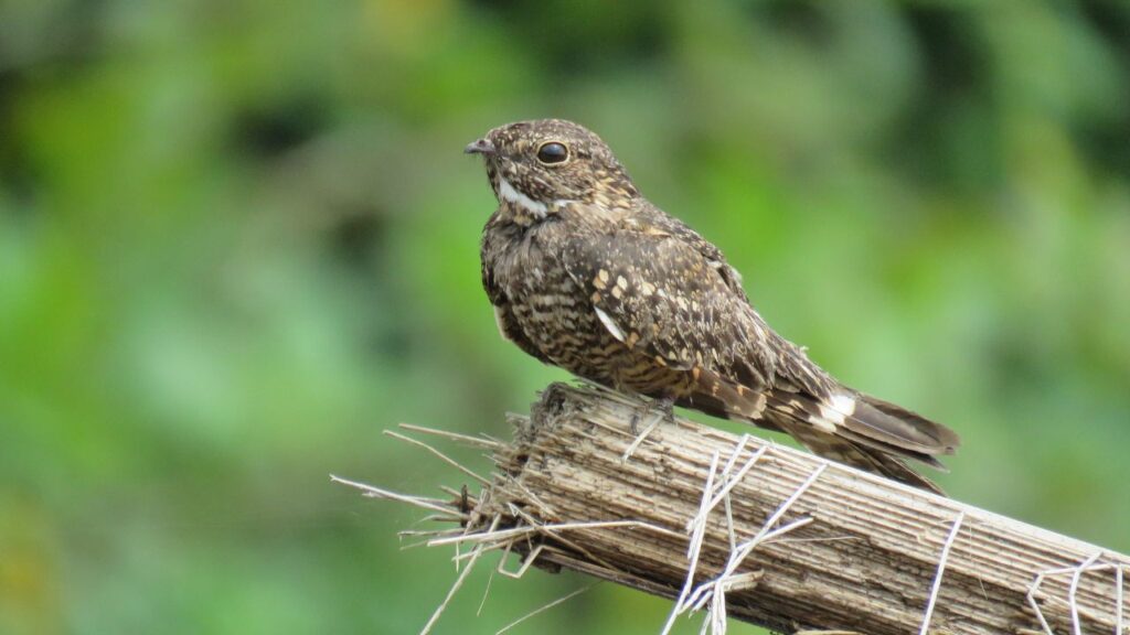 Nightjar