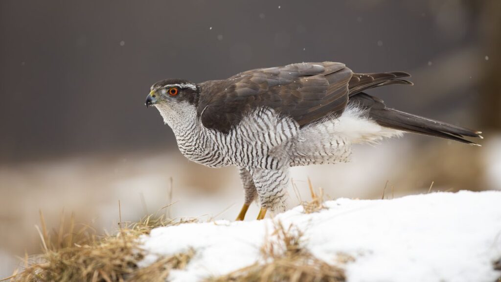 Northern Goshawk