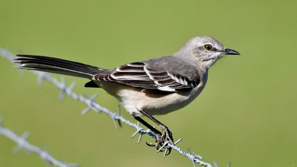 Northern Mockingbird