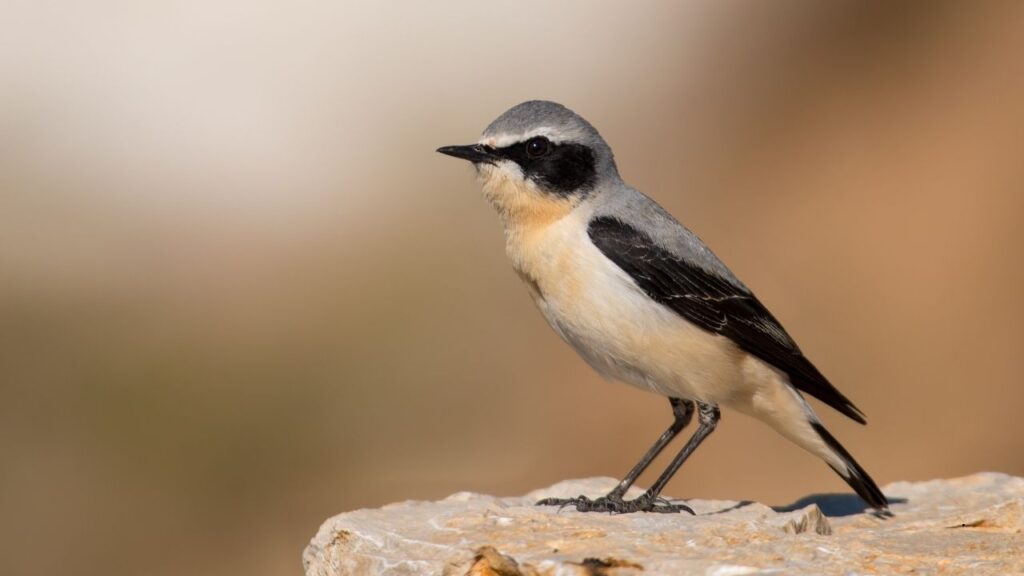 Northern Wheatear