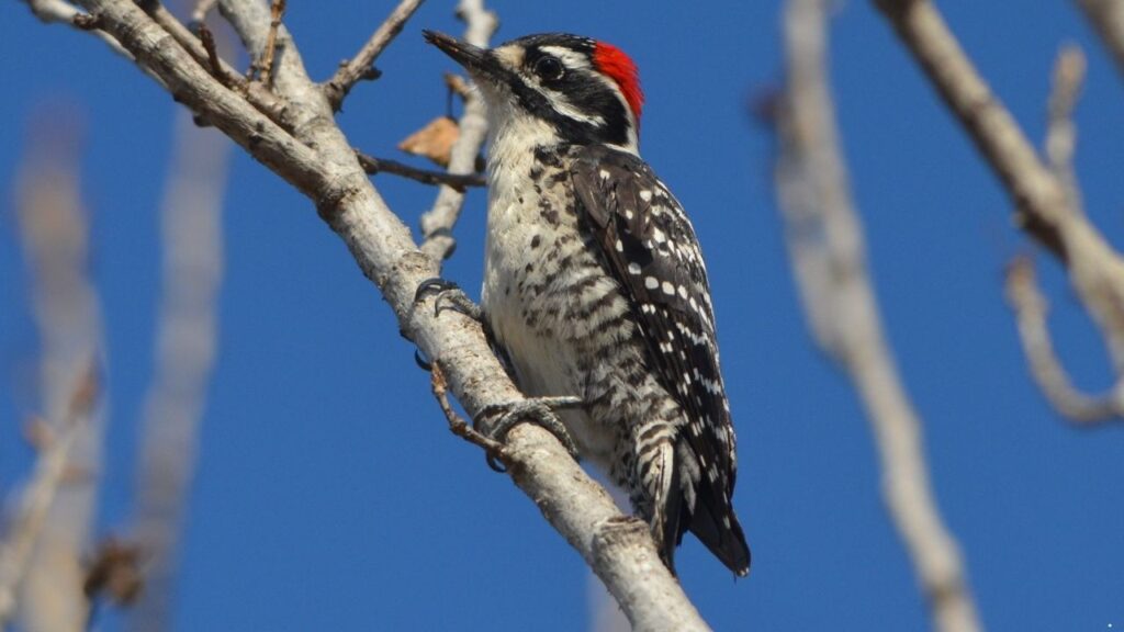 Nuttall's Woodpecker