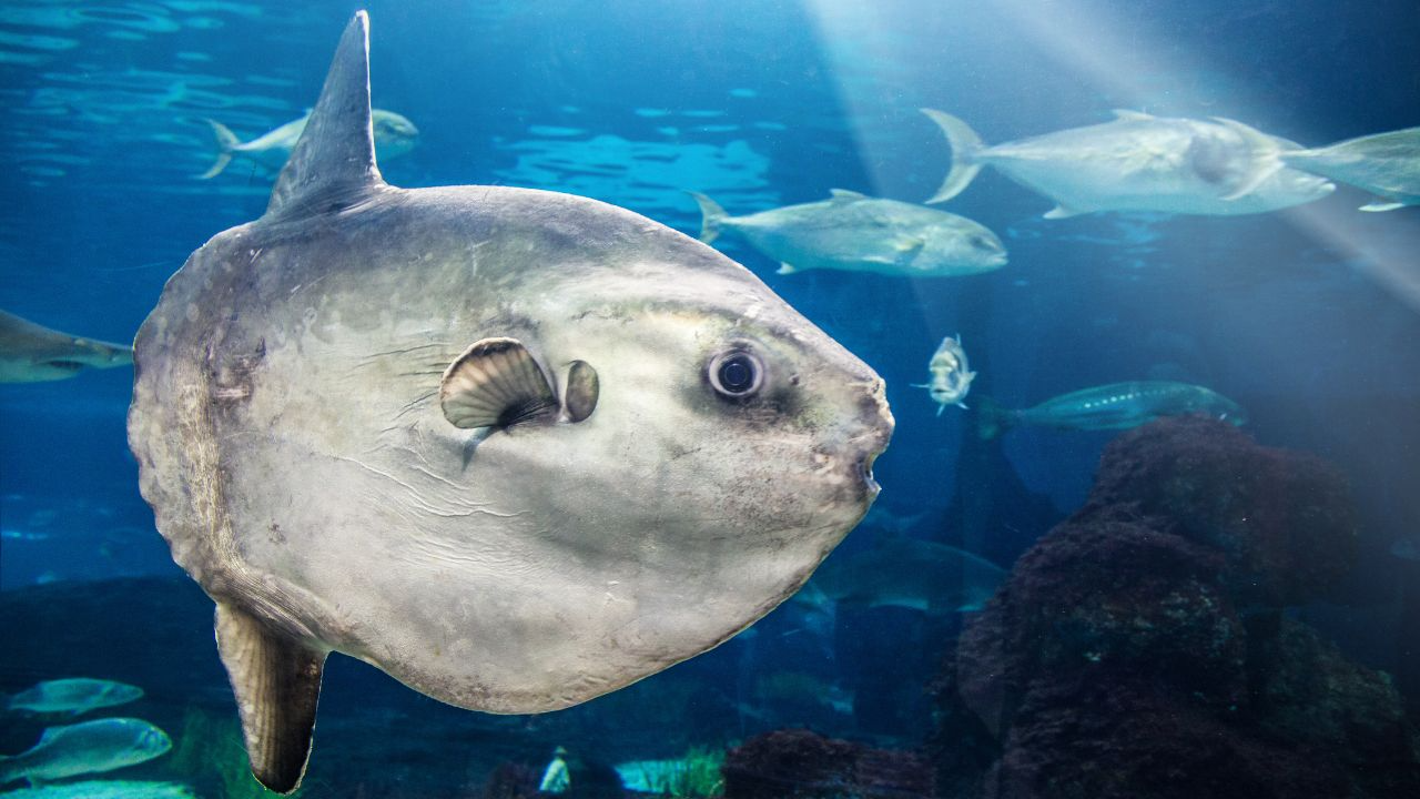 Ocean Sunfish