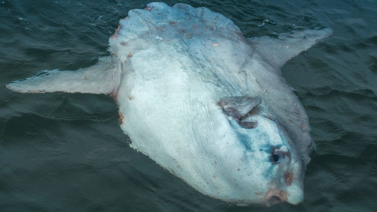 Ocean Sunfish