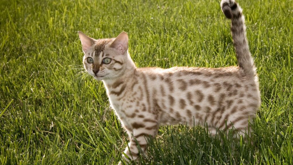 Ocicat