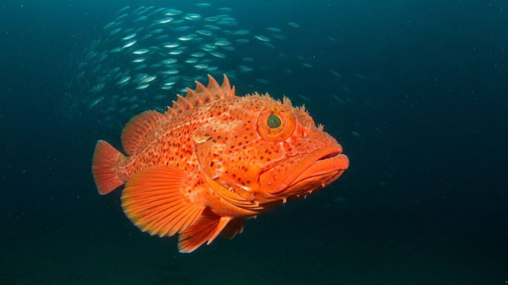 Orange Roughy
